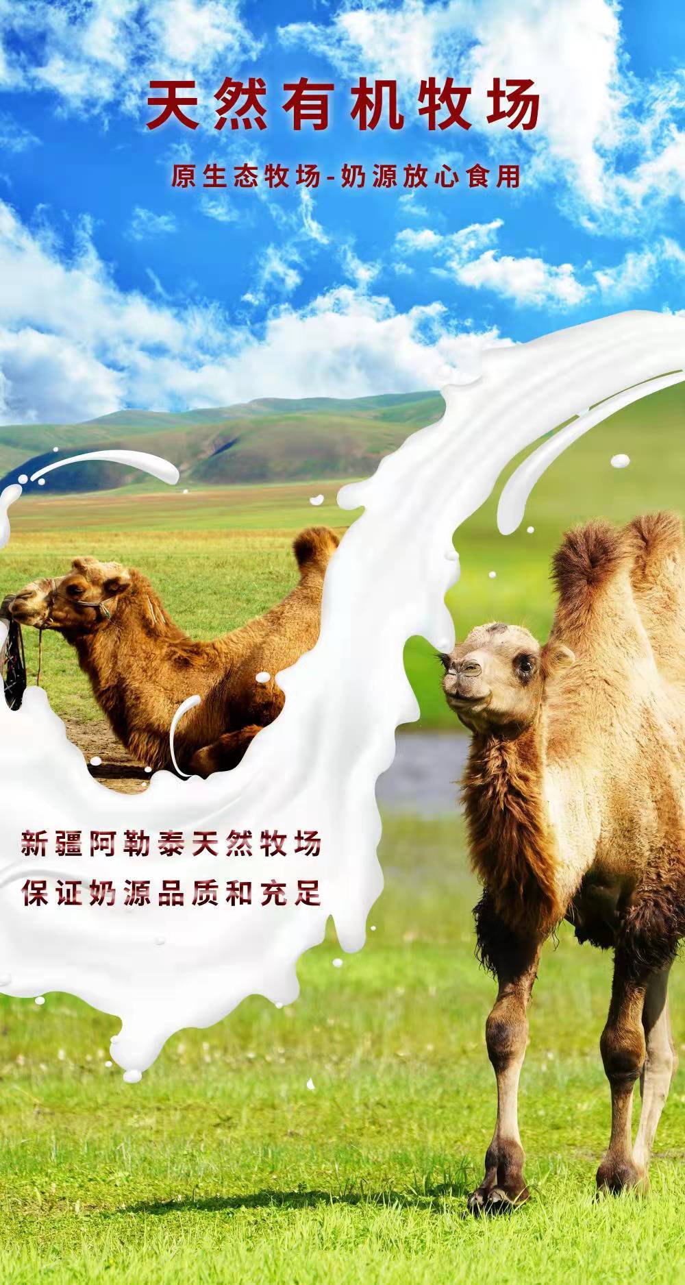 美盾初乳益生菌駝乳粉兒童中老年益生菌純駝奶粉新疆奶源.jpg